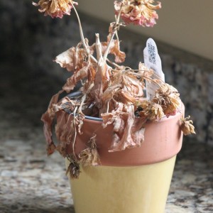 better housekeeper blog all things cleaning gardening better housekeeper blog all things cleaning gardening