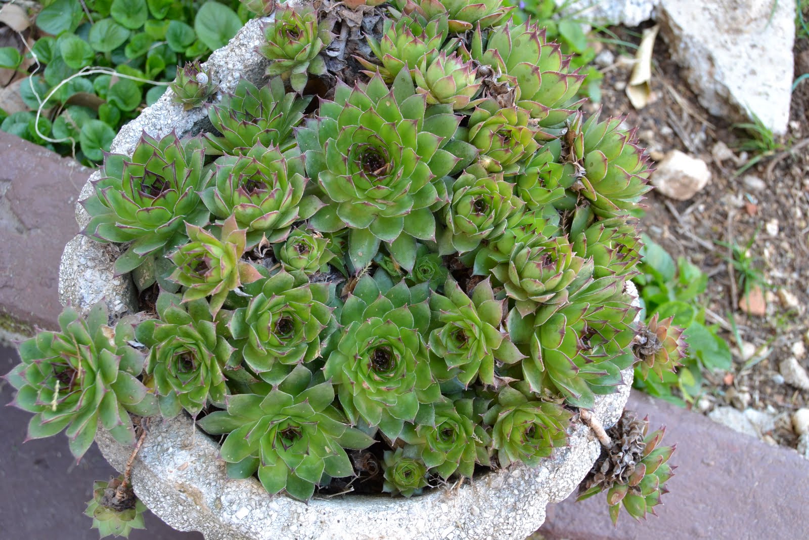 everything you needd to know about succulents care potting watering houseleek