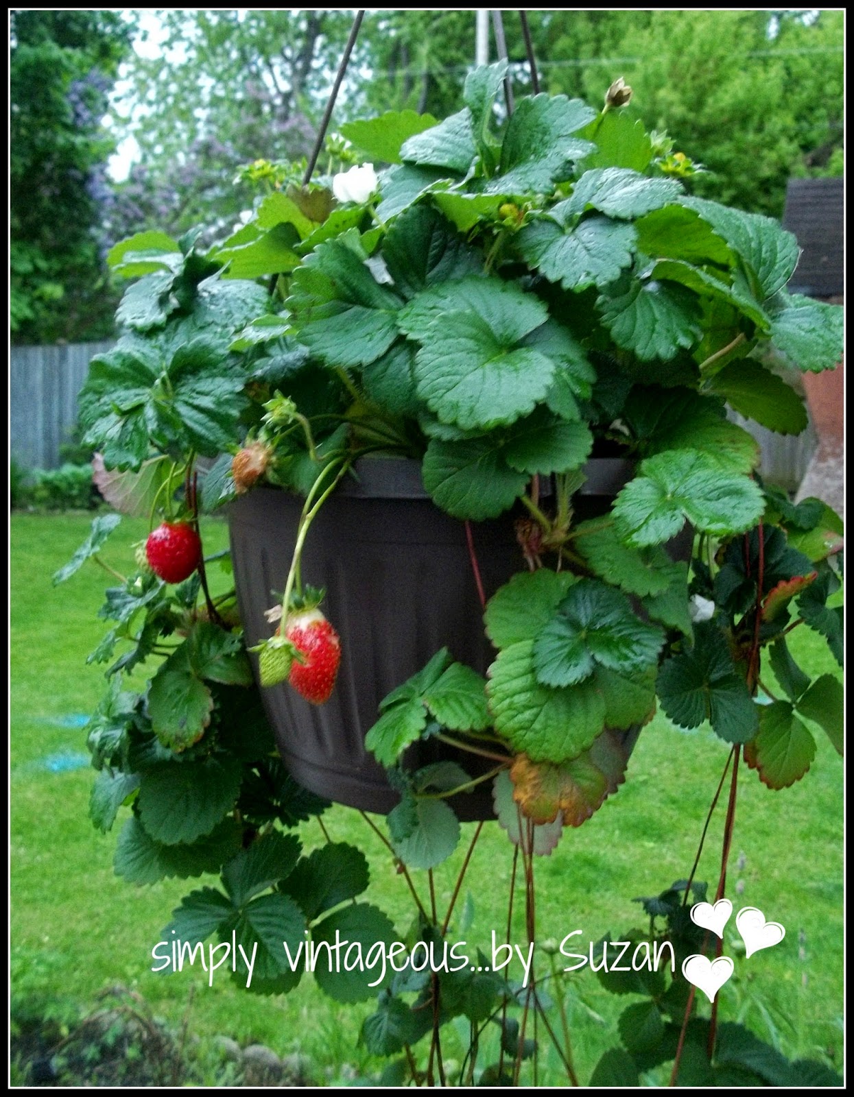 Here s A Fun Way To Grow Strawberries In A Basket Better HouseKeeper