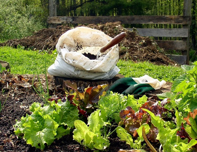 How to Start Start Composting in Your Garden food scraps nutrients gardening1