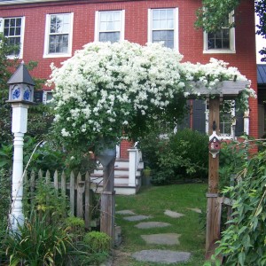 Plant These Fast Climbing Vines gardening summer privacy shade climbing2