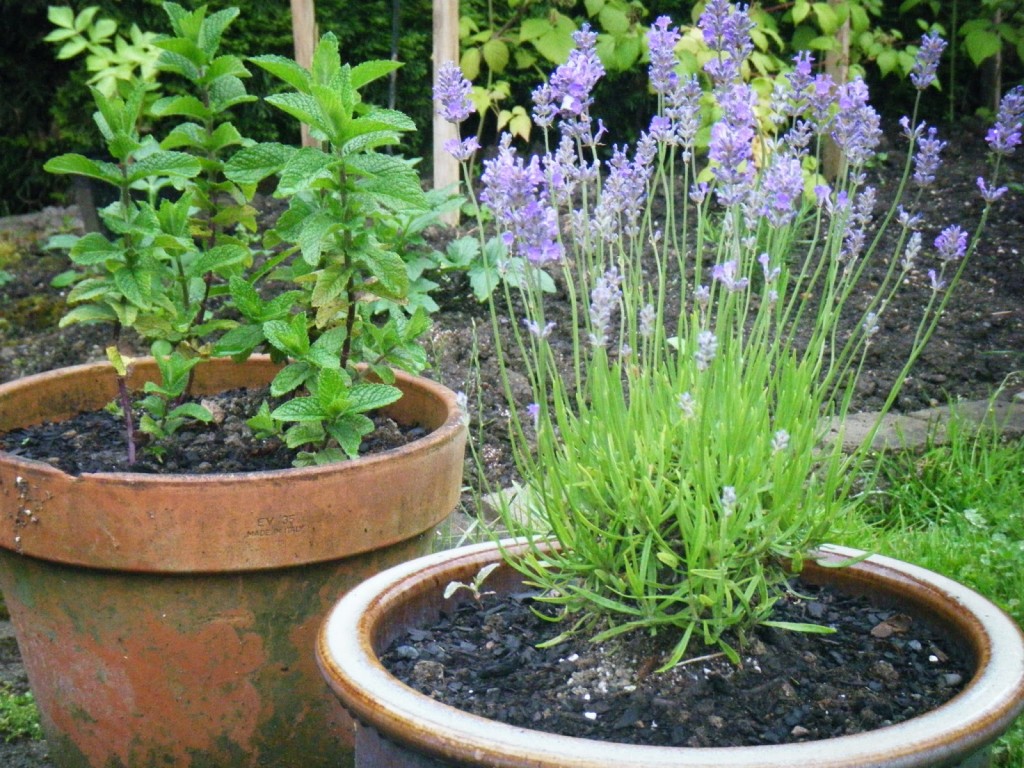 10 Tips for Gardening with Dogs Here’s How to Keep Them and You Garden Safe Better HouseKeeper