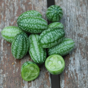 What's New - All About Planting Cute Cucamelons5