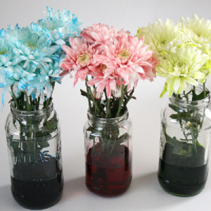How to Make Flowers Change Color Using Food Coloring! Great Decor for Parties, Weddings, or Baby Showers!3