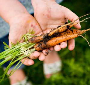 Get Your Veggie Garden Started! Here's What You Can Plant in March!peas beetroot kale parsnips carrots spinach herbs2