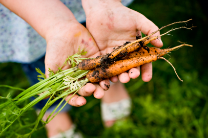 Get Your Veggie Garden Started! Here's What You Can Plant in March!peas beetroot kale parsnips carrots spinach herbs2