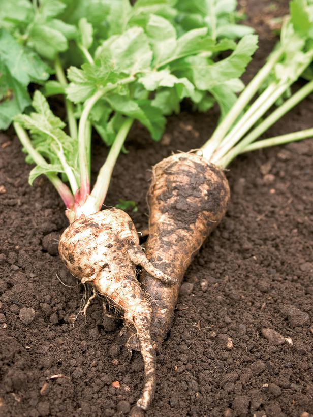Get Your Veggie Garden Started! Here's What You Can Plant in March!peas beetroot kale parsnips carrots spinach herbs6