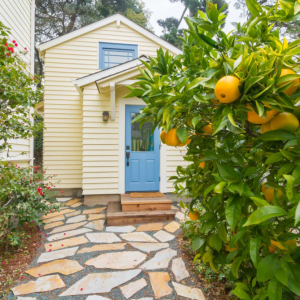 outdoor garden lemon tree citrus care