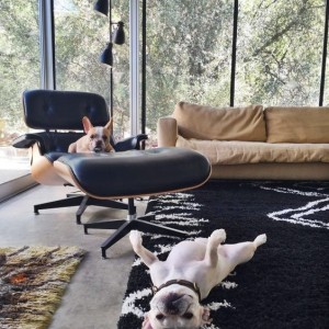 pet furniture ideas how to decorate