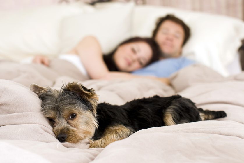 Can Pets Have Bed Bugs LaptrinhX News