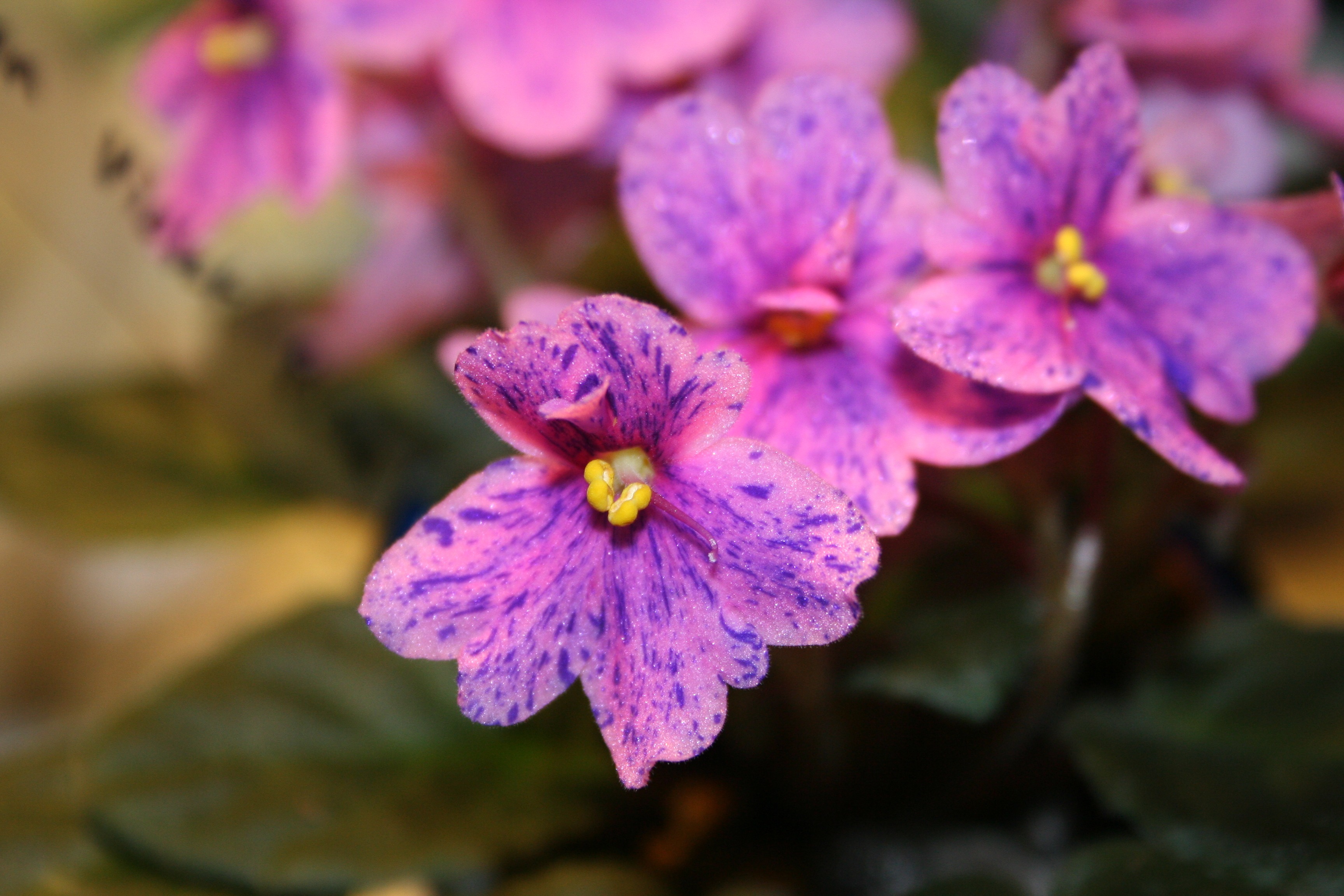 African-violet