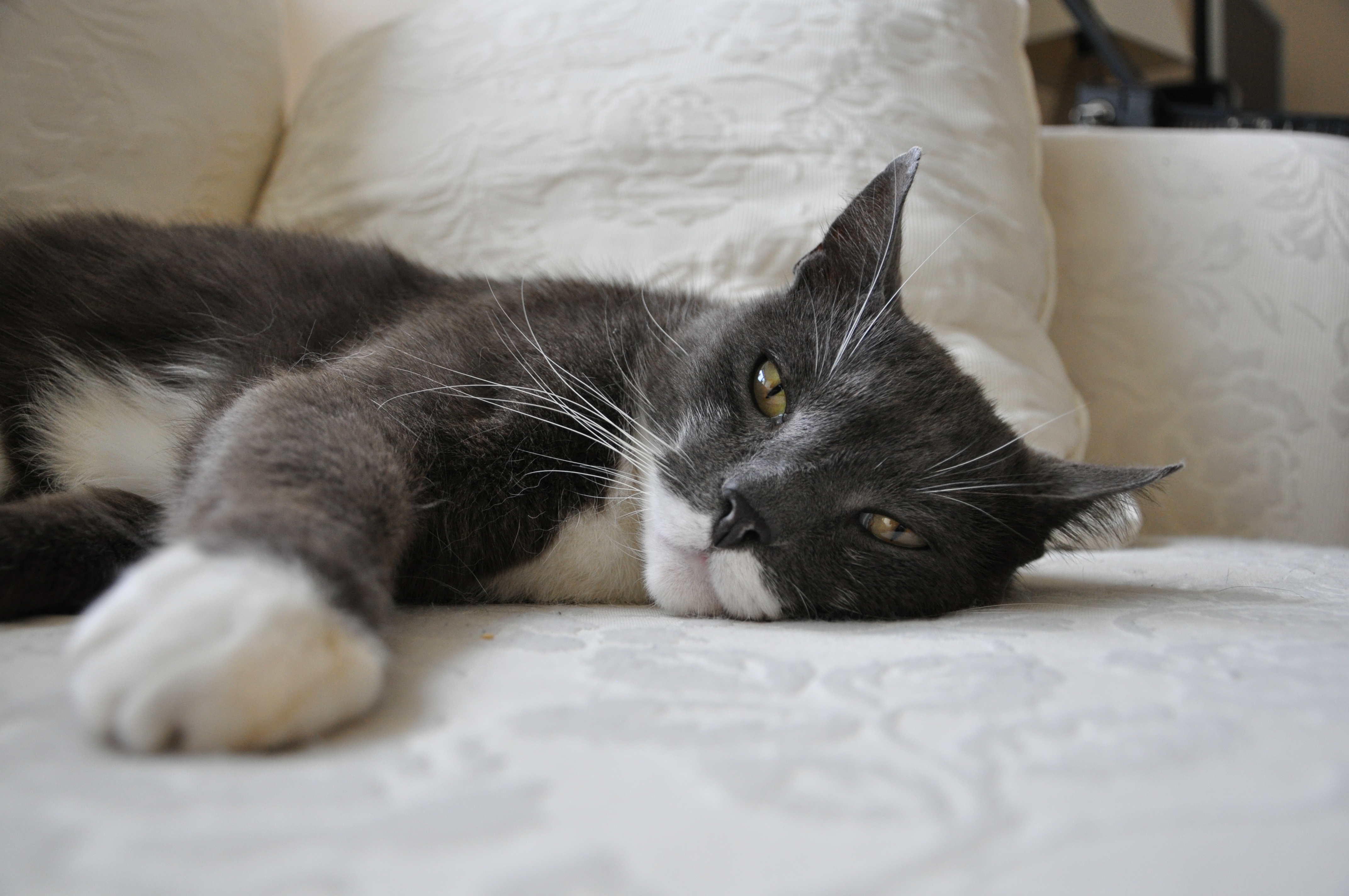 Cat-on-couch