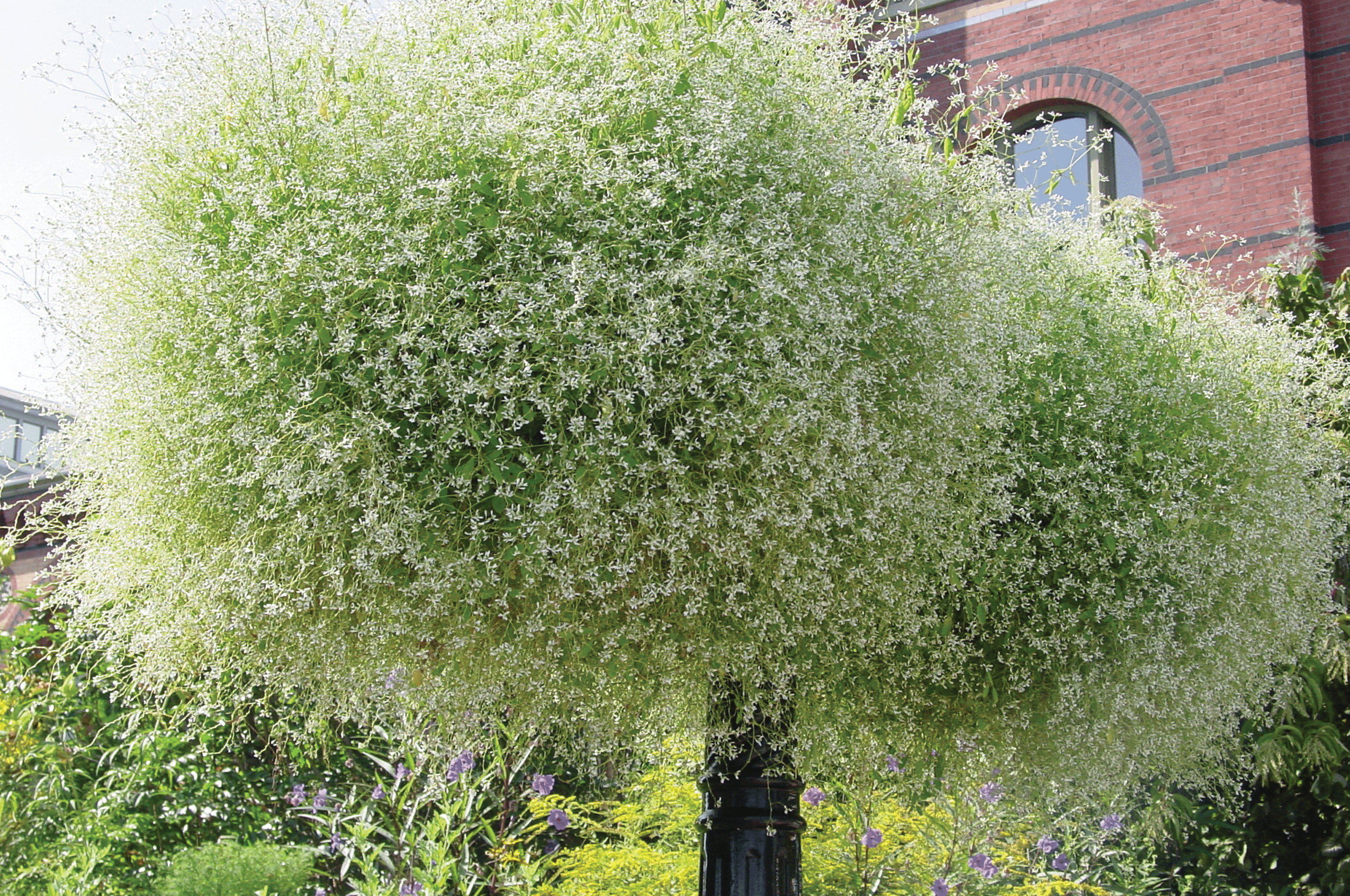 Diamond-Frost-Euphorbia-Hanging-Basket-Gary-Wade