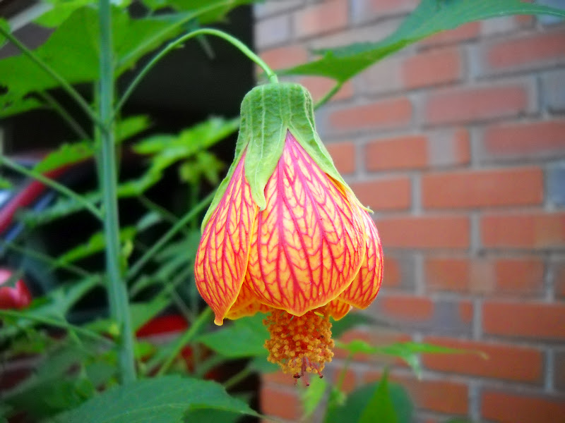 Flowering Maple Emgrid (1)