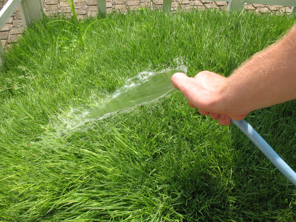 7 Tips for Green, Lush Grass Better HouseKeeper