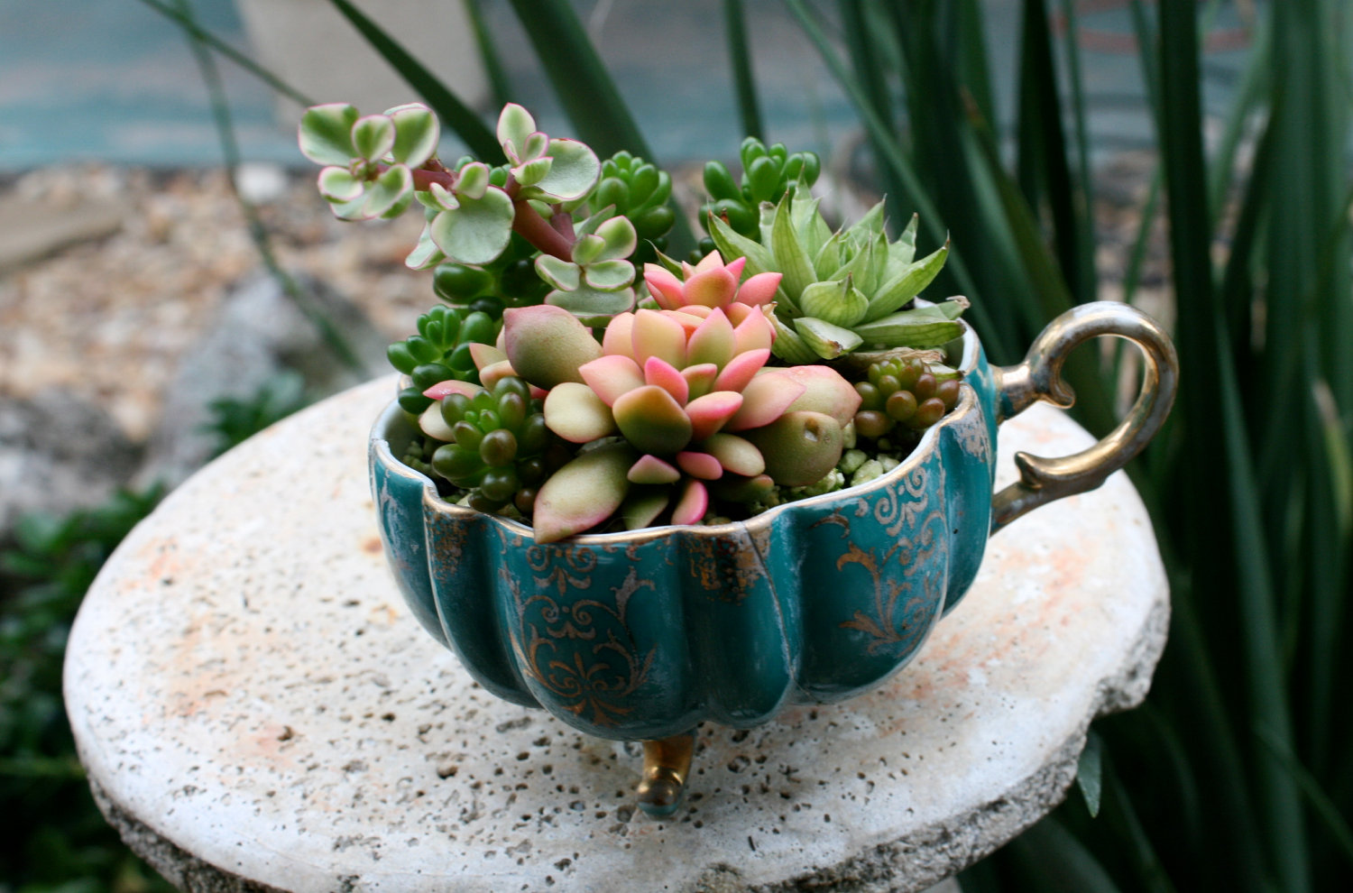 everything you need to know about succulents care watering potting soil teacup sunlight gardening