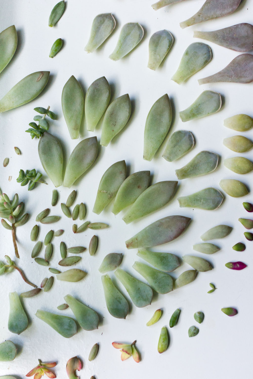 everything you need to know about succulents propogating leaves care watering potting soil sunlight