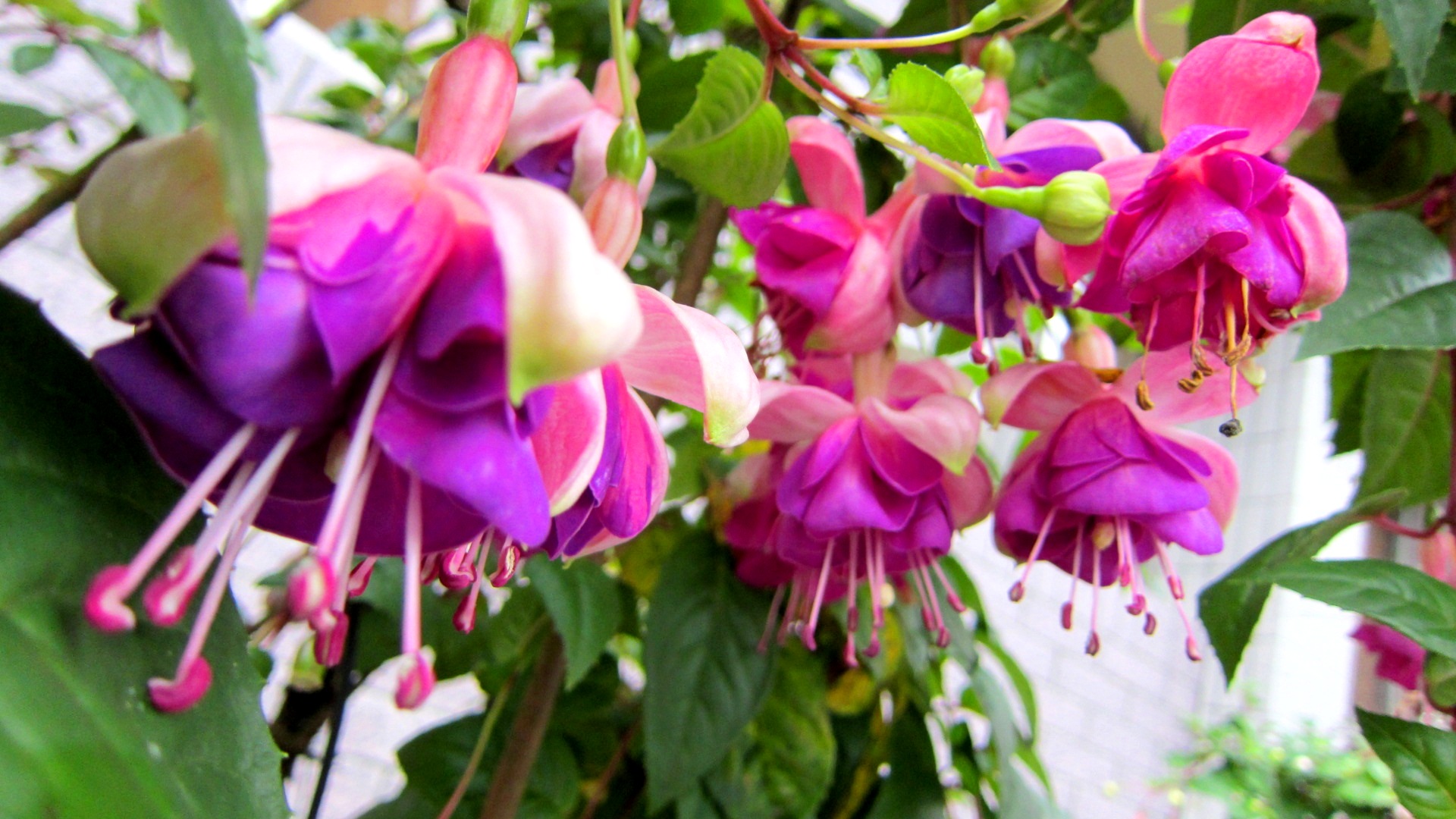 Fuchsia HD Desktop Background