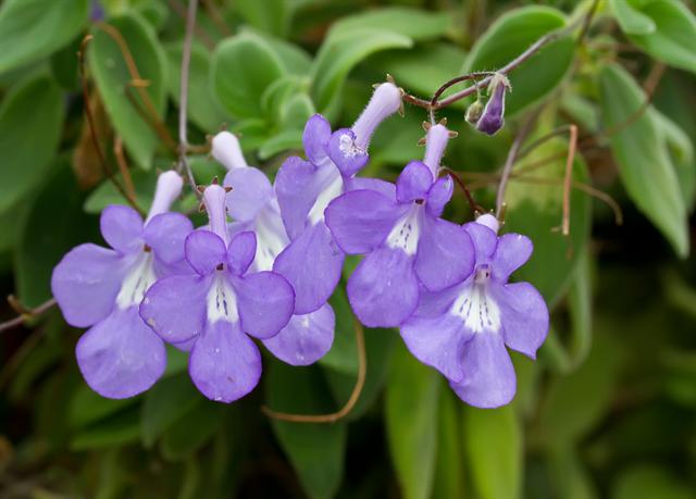 gdr-streptocarpus-saxorum-07325