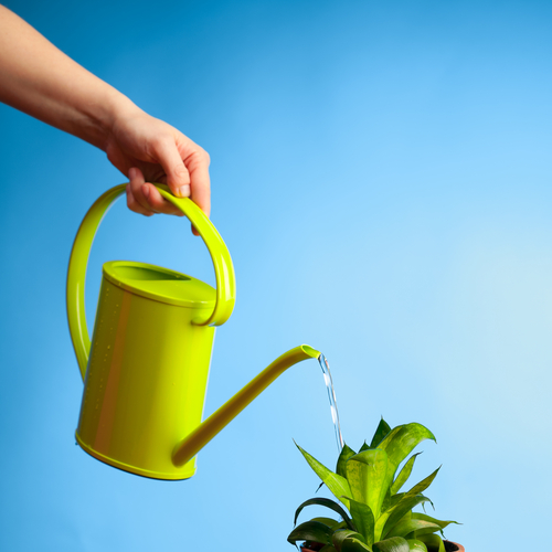 watering plant