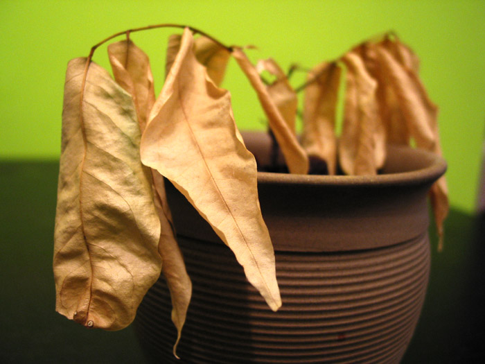 Don't Toss it Yet! Here's How to Revive a Dead Plant back to Life