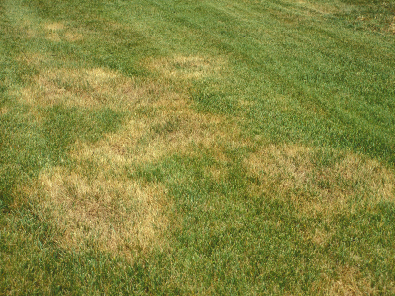 yellow-spot-in-grass