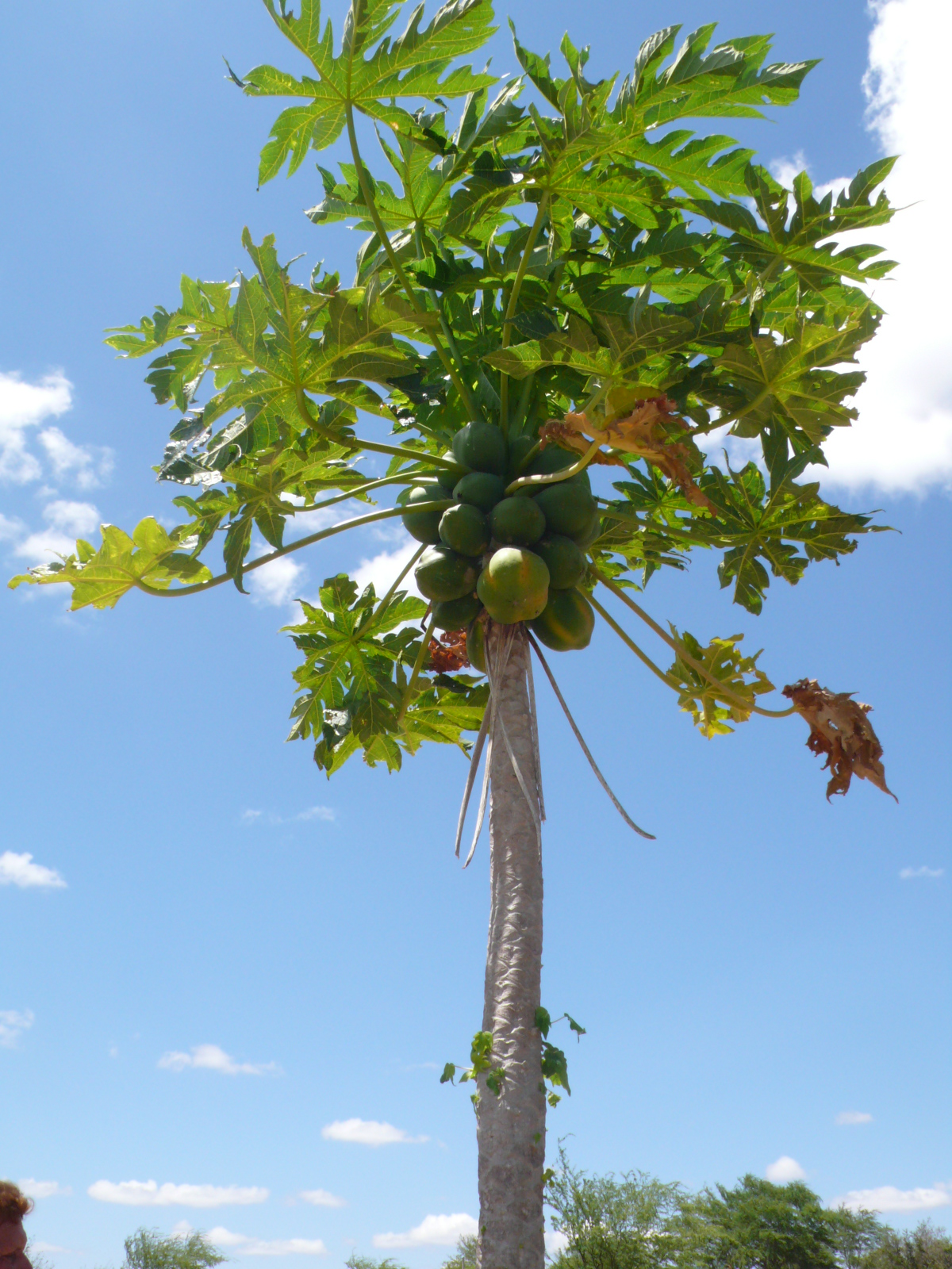 10 exotic fruits and vegetables to grow papaya purple tomatoes malaysian eggplant pineberries