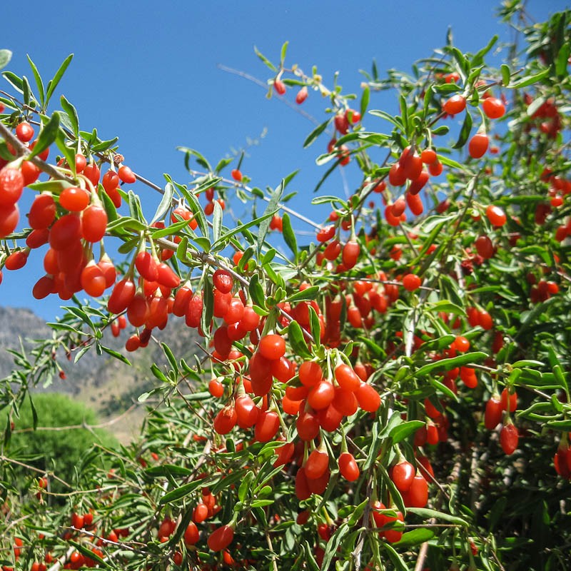 10 organic exotic fruits to grow gardening easy white strawberries cucumbers goji berries