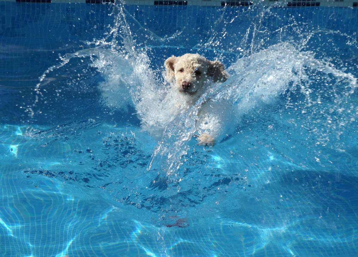 backyard pet dangers pool plants poison6