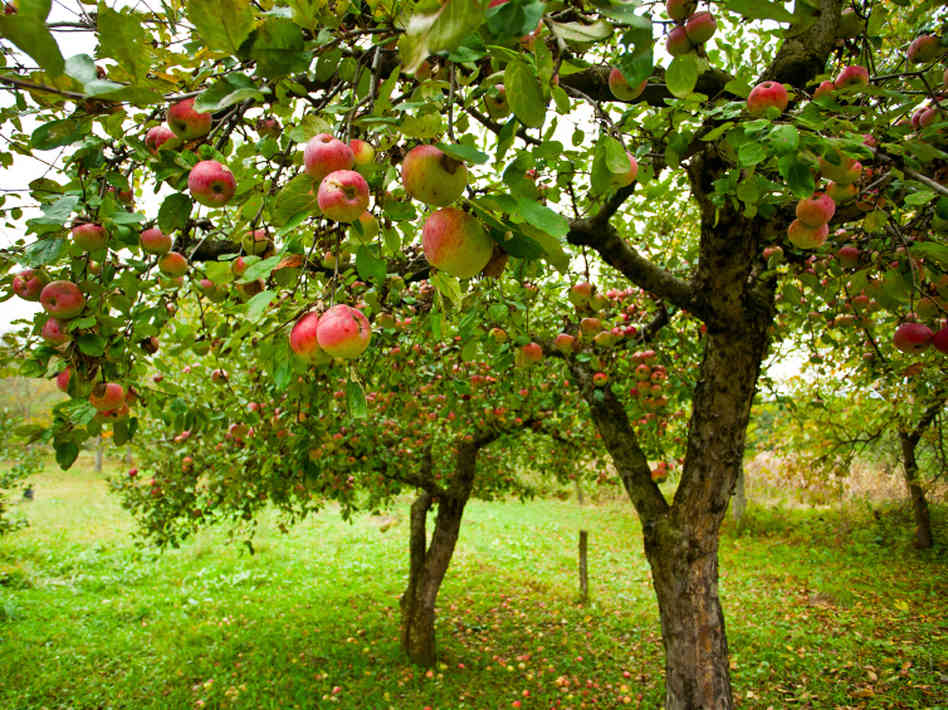 backyard pet hazards pools fruit trees slug bait plants 3