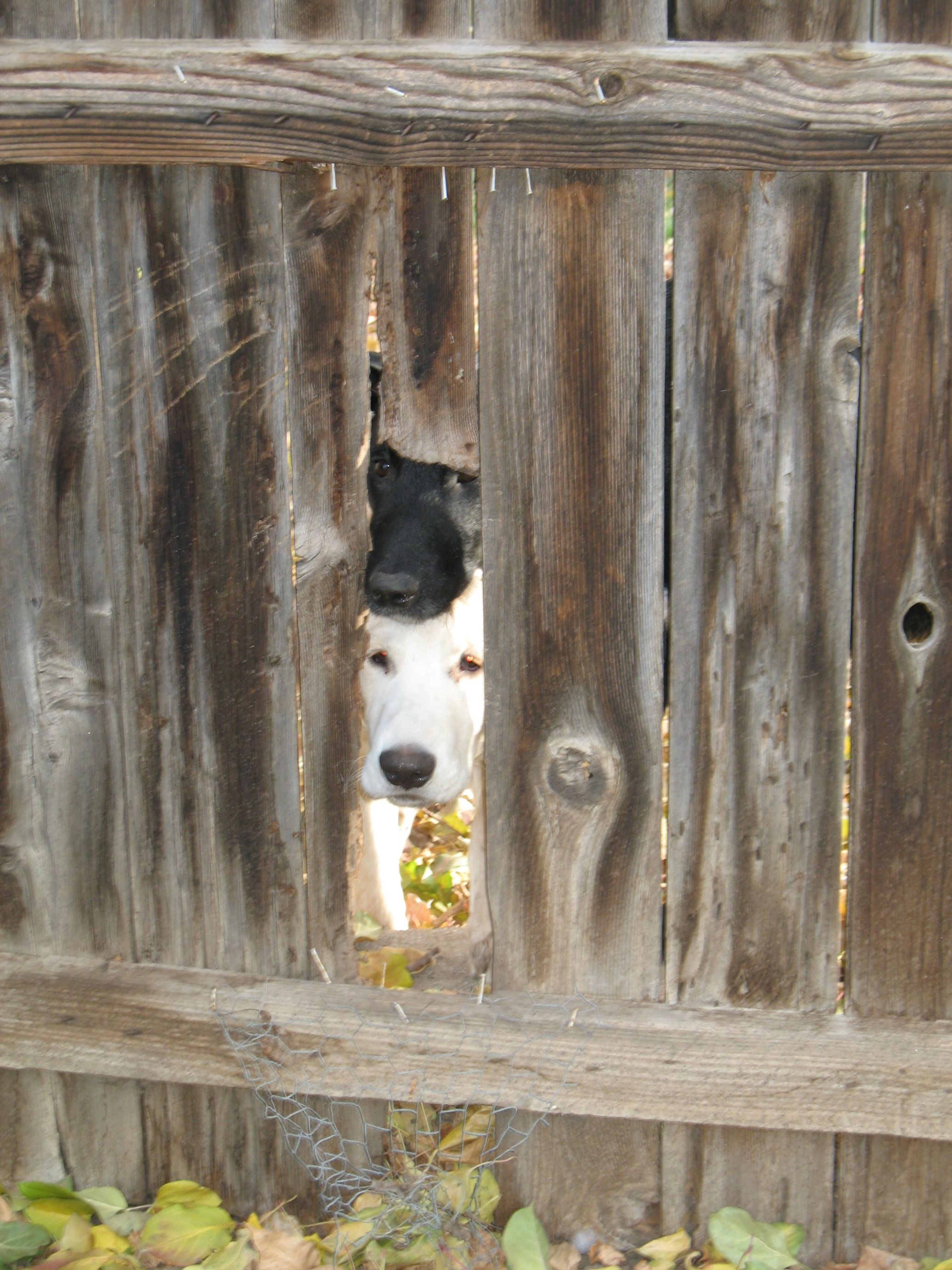 backyard pet safety fencing fence plants poison 4