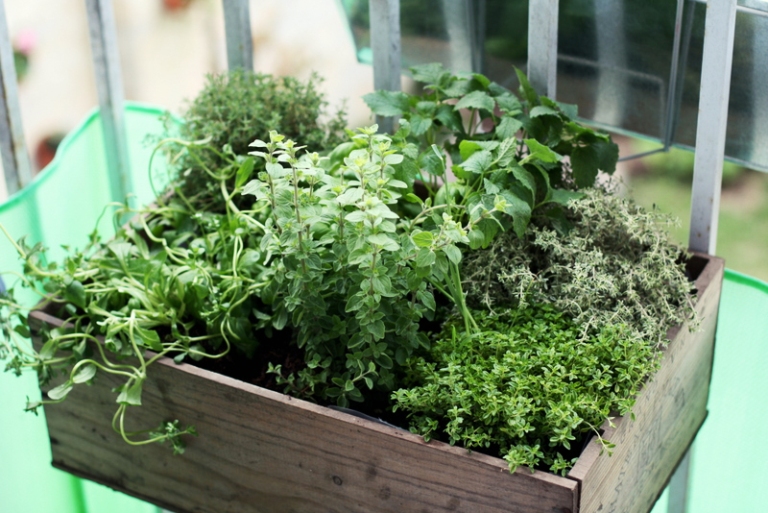 grow your own soup garden herbs balcony patio backyard tomatoes potatoes carrots kale