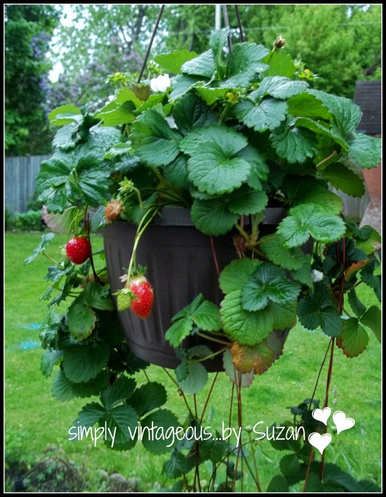 growing strawberries in hanging baskets how to plat