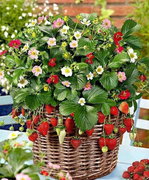 how to grow strawberries in hanging baskets gardening easy organic pots basket soil fresh fruit