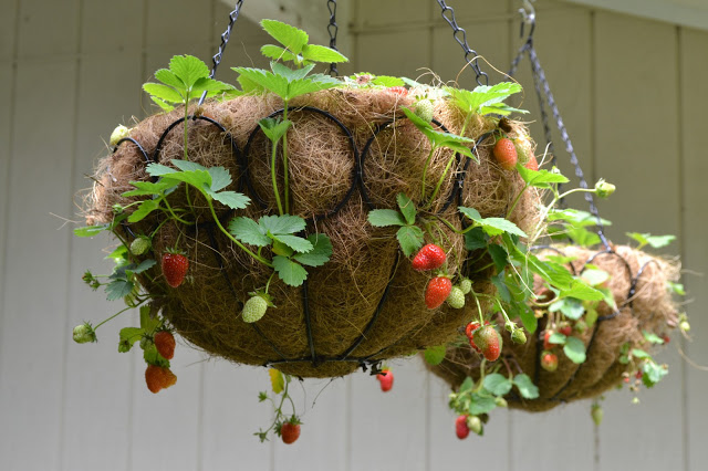 how to plant strawberries in hanging baskets diy garden organic easy
