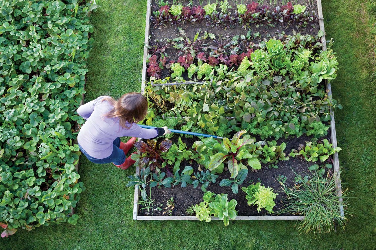 start your own soup garden gardening diy easy balcony patio potatoes kale parsley