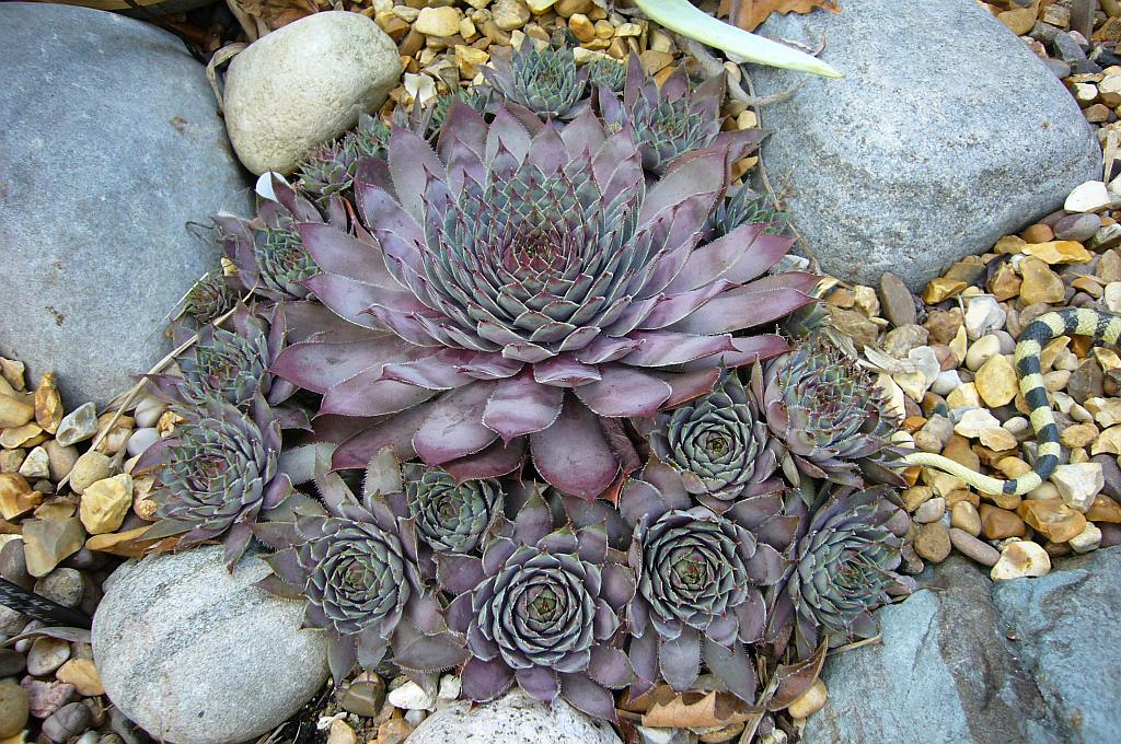 top ten succulent varieties beginner gardening easy garden