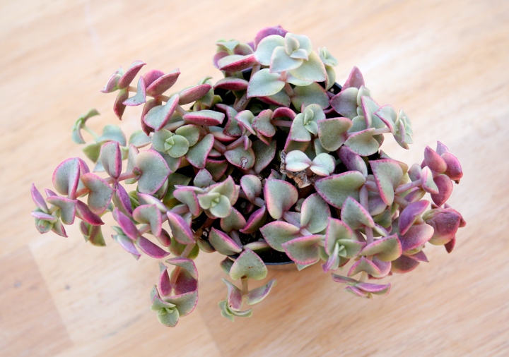 10 Beautiful Succulent Varieties for Your Home or Garden - Better ...