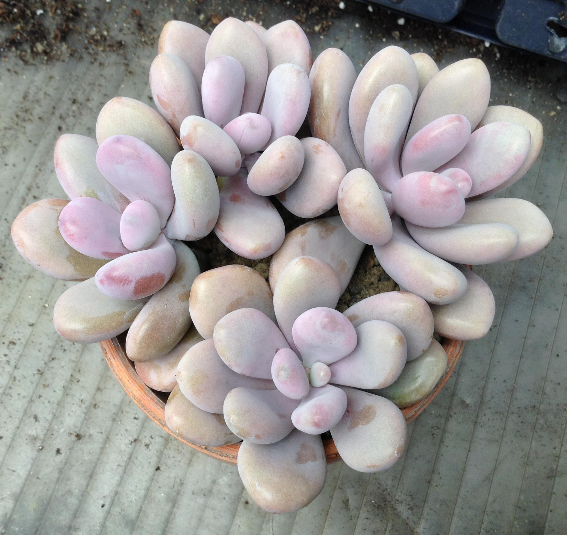 top ten succulent varieties easy to care for beginner gardening garden potting soil pots moonstones