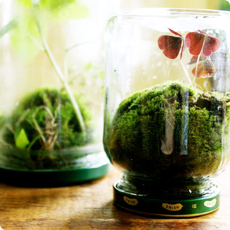 How to Make a Terrarium - Take a Look at these 10 Adorable Ideas diy moss mushrooms gnomes succulents easy diy cute indoor garden container5