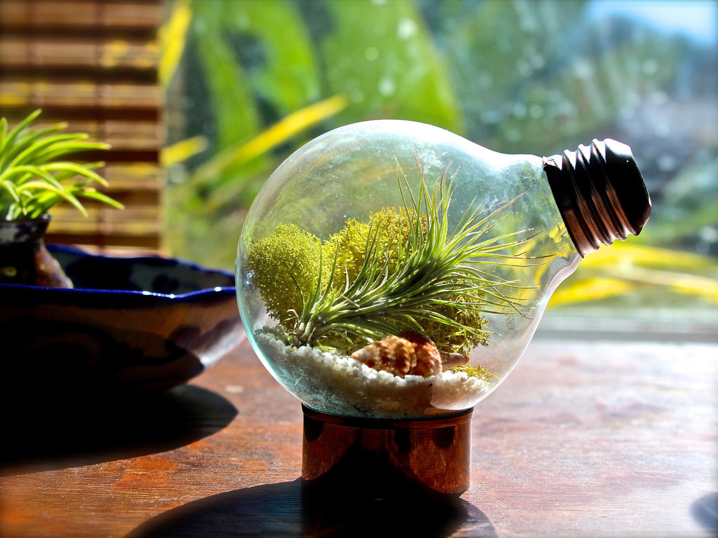 How to Make a Terrarium - Take a Look at these 10 Adorable Ideas diy moss mushrooms gnomes succulents easy diy cute indoor garden container7