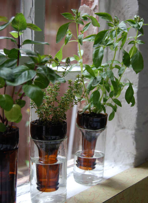 Never Forget to Water Your Plants Again- Self-Watering Planters bottle gardens beer bottles herbs easy no watering diy simple1