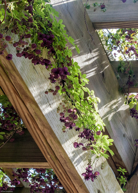 Plant These Fast Climbing Vines gardening summer privacy shade climbing1