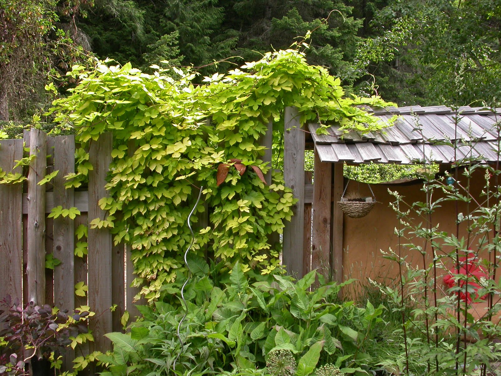 Vine plant that grows on fence.