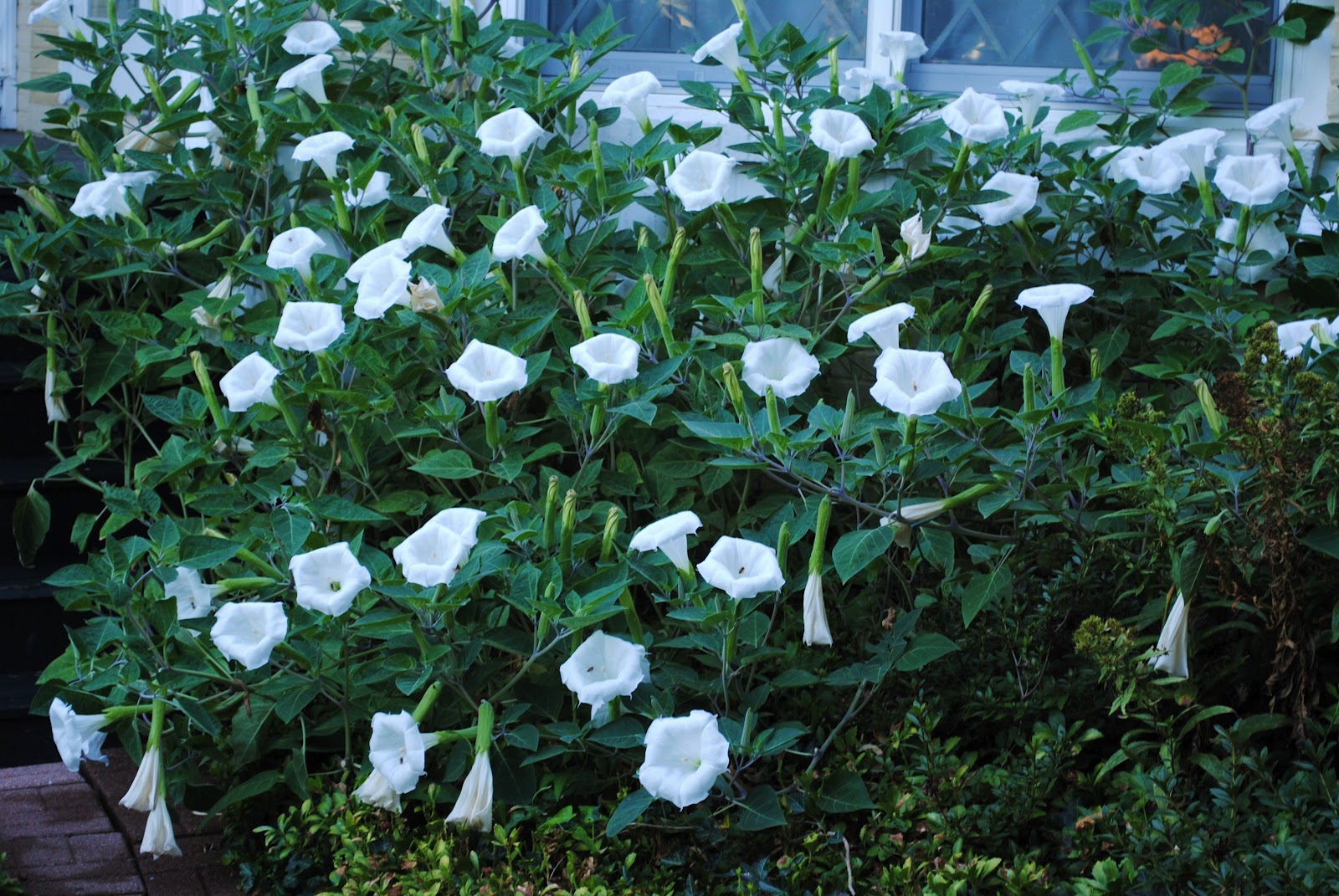 White moonflower growing against wall.