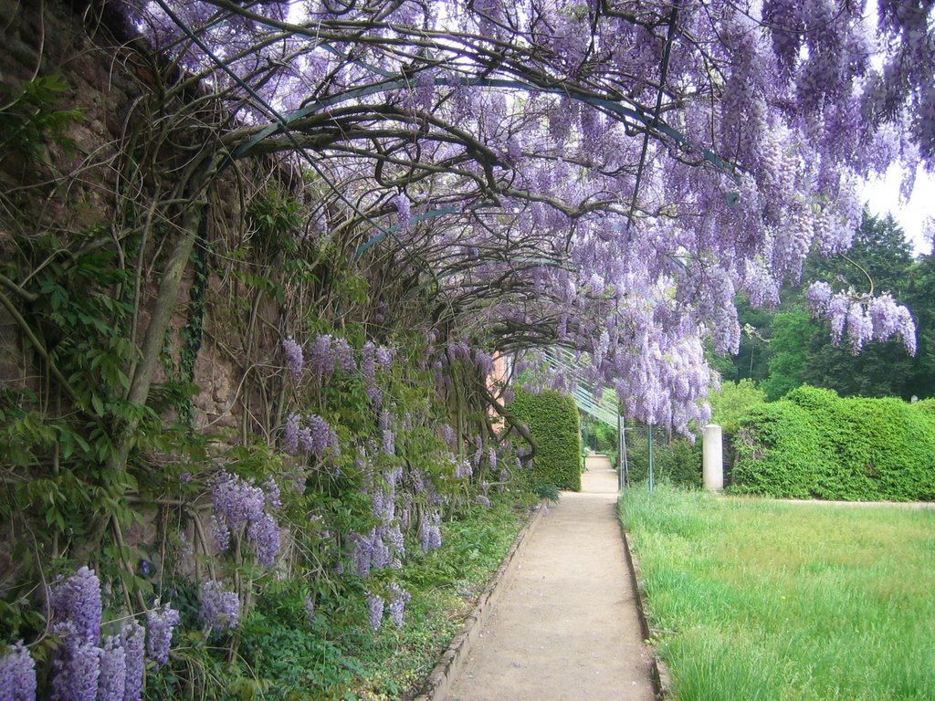 Wisteria climbing against wall.