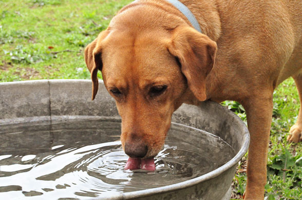 10 Tips for Gardening with Dogs - Here's How to Keep Them and You Garden Safe digging dogouse gardening flowers plants fence gate locked safety training12