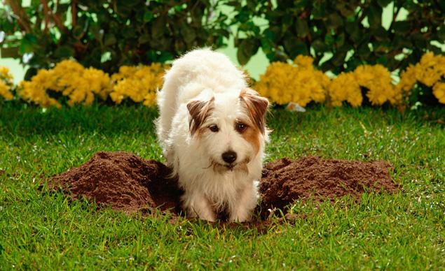 10 Tips for Gardening with Dogs - Here's How to Keep Them and You Garden Safe digging dogouse gardening flowers plants fence gate locked safety training13