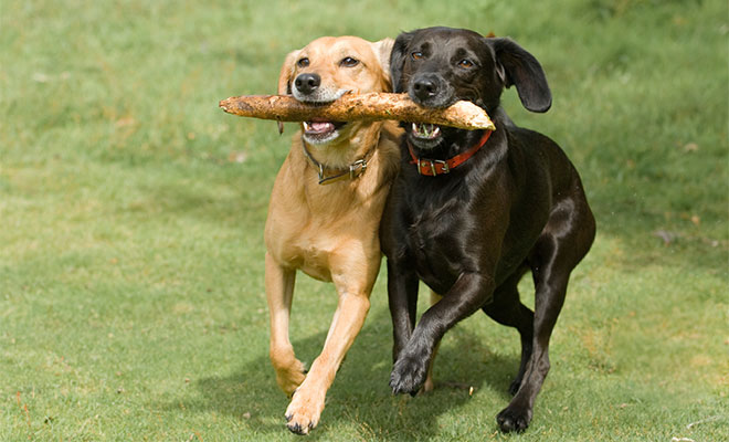 10 Tips for Gardening with Dogs - Here's How to Keep Them and You Garden Safe digging dogouse gardening flowers plants fence gate locked safety training2