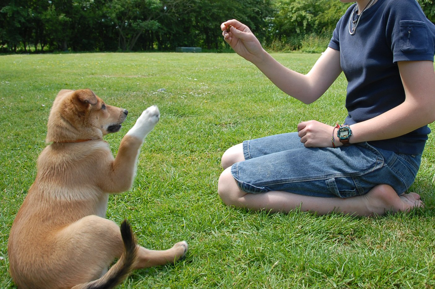 10 Tips for Gardening with Dogs - Here's How to Keep Them and You Garden Safe digging dogouse gardening flowers plants fence gate locked safety training3